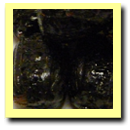 Robertson's Naturaltreats Hard Licorice Candy  - 175g