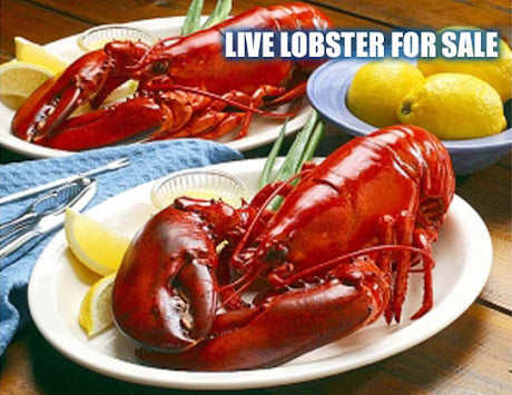 Live Lobster - 1.25-1.5 Lbs